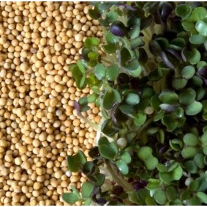 GRAINES DE MOUTARDE JAUNE 2