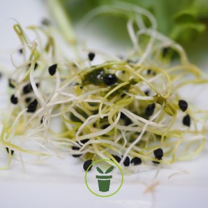 GRAINES D'ALFALFA