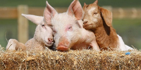 Colis de viande à reserver